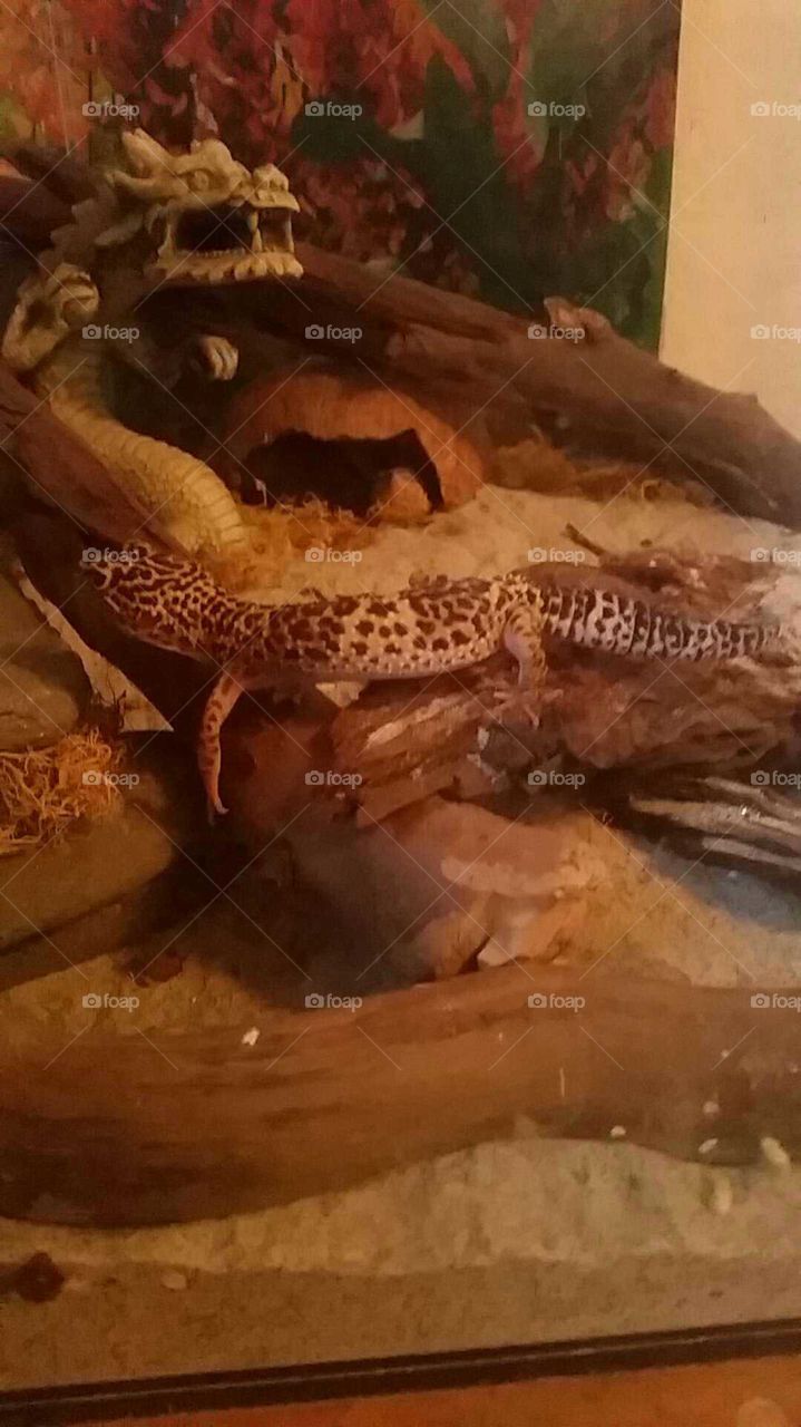 gecko on a stick