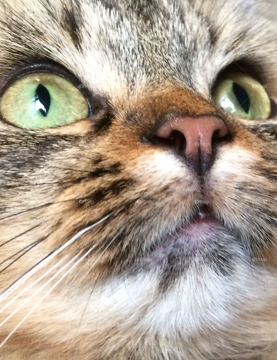 Beautiful facial close up of a tabby Maine coon cat, with amazing big green loving eyes 
