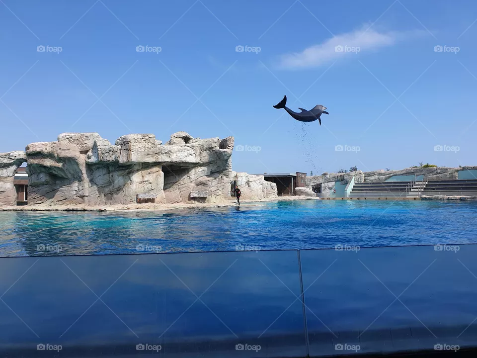 delfin