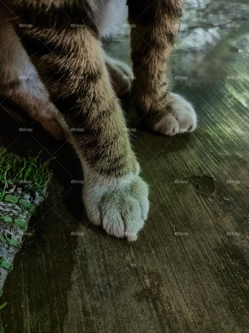 Close stray cat feet on the alley