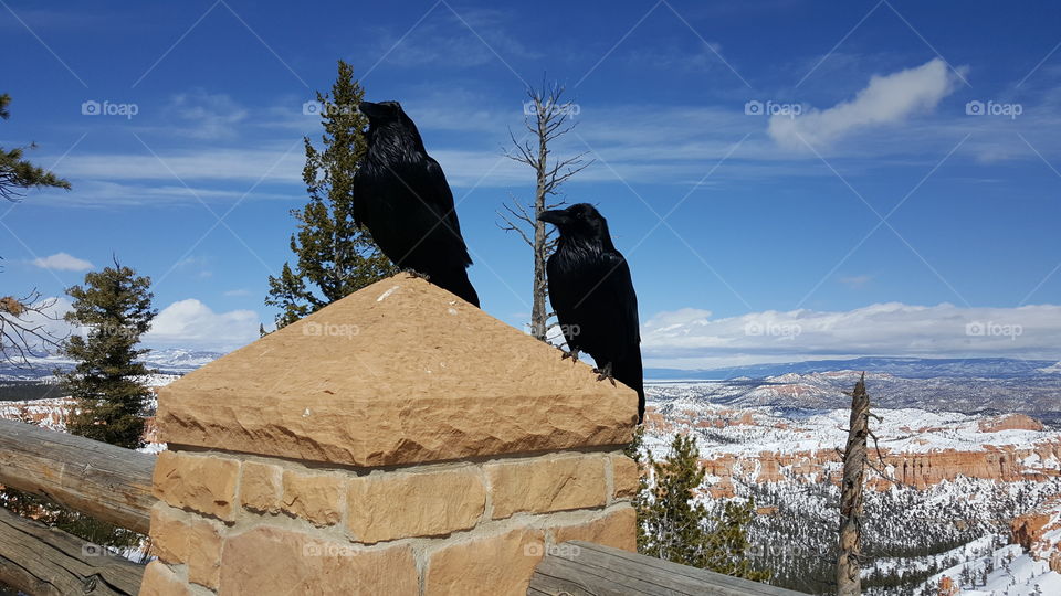 These two ravens saw me eating in the car, and kept waiting by the car.  I did not feed them but for five minutes they stayed by my car, and I got out to take this shot.