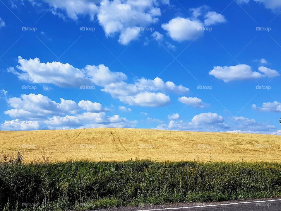 wheat field