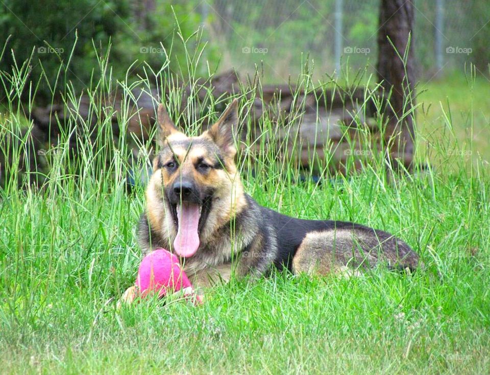 Me & my squeaky toy