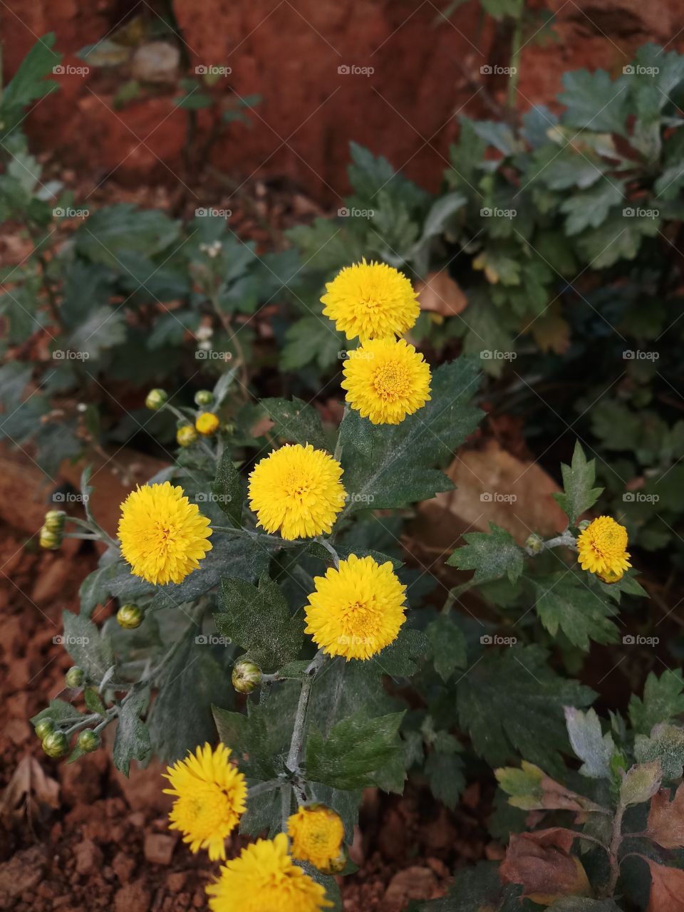 Yellow flower in Bhutan