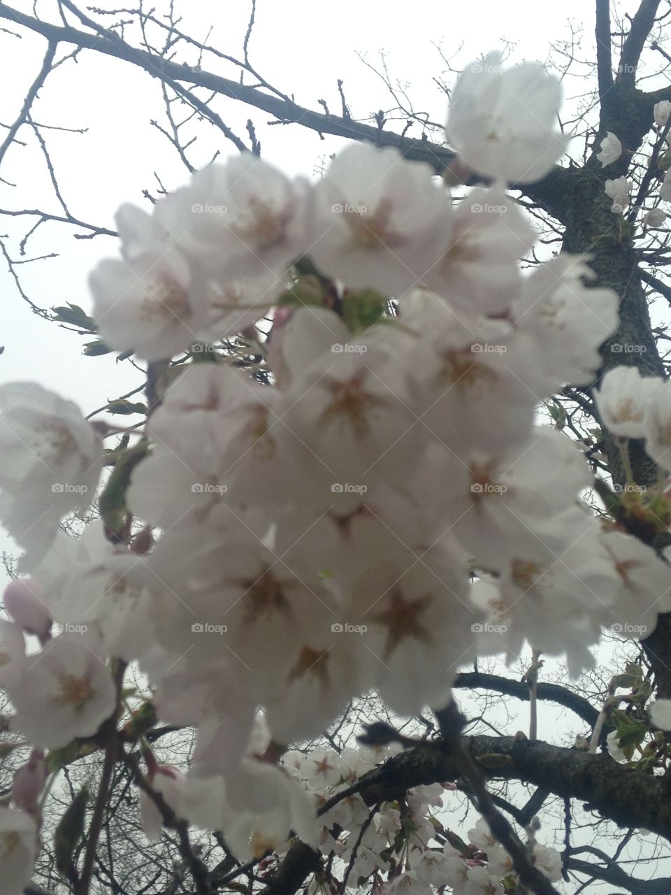 Cherry blossom bunch