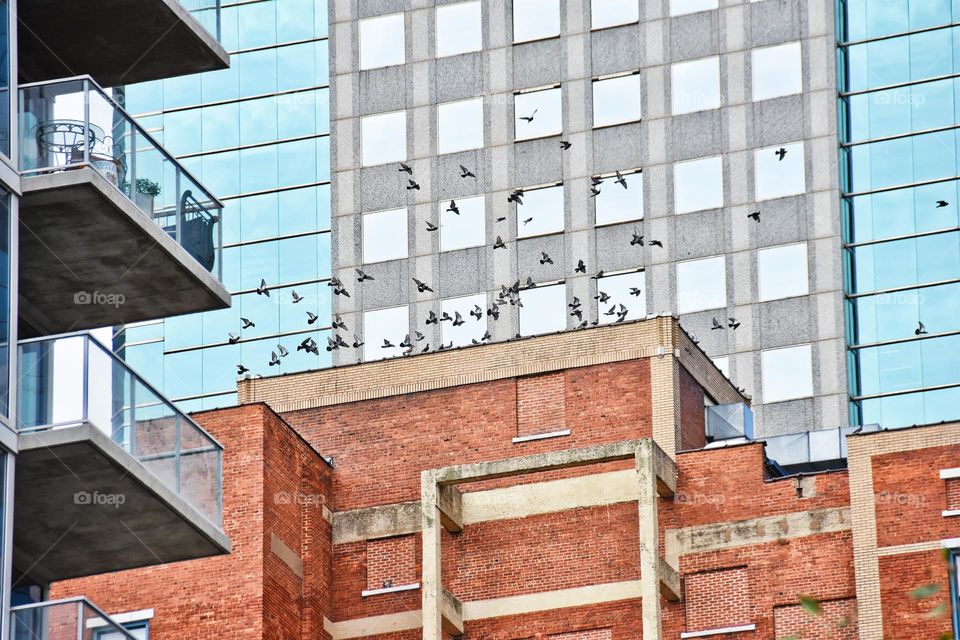 Geometric view of Kansas city. Birds leaving the roof