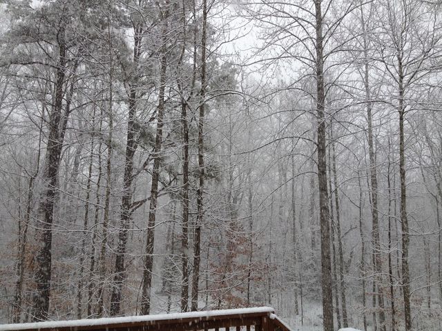 Snowy woods