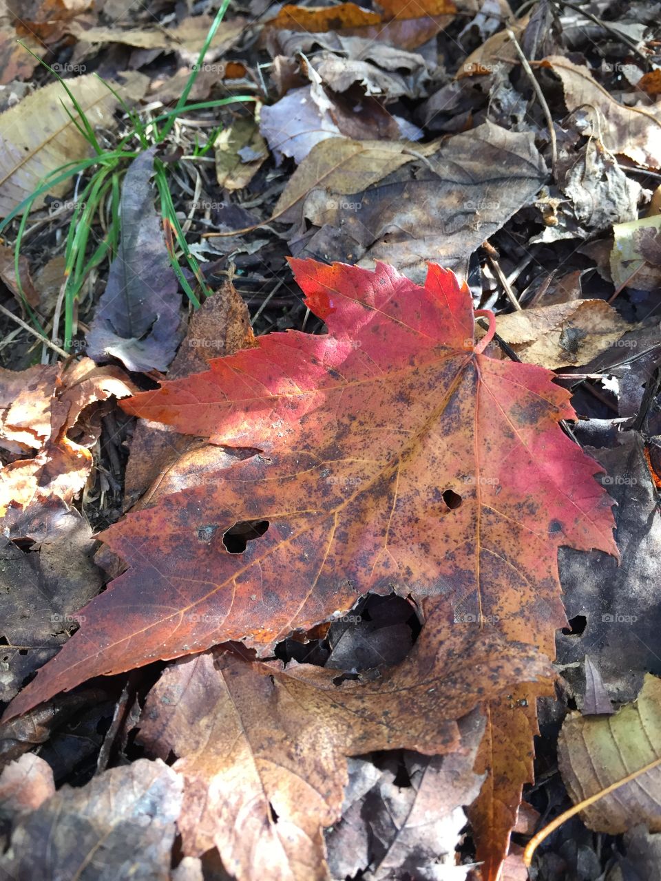 Red leaf 
