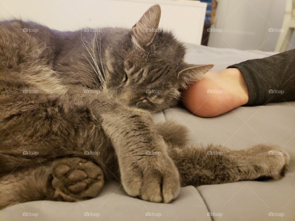 Big gray striped cat with big paws sleeps on a human foot.