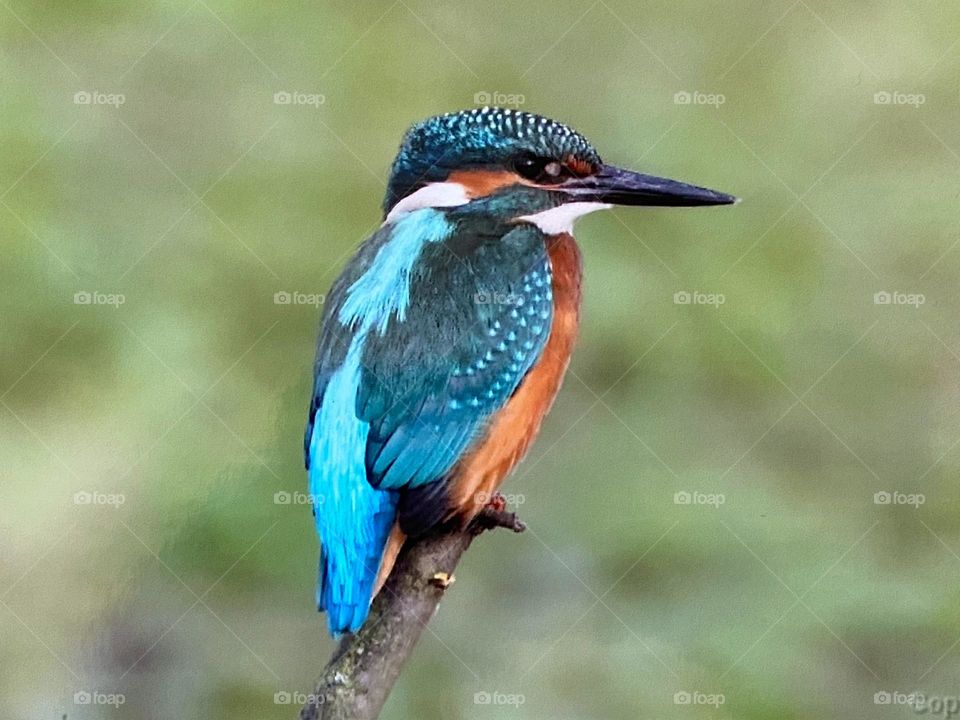 A close up of a kingfisher 