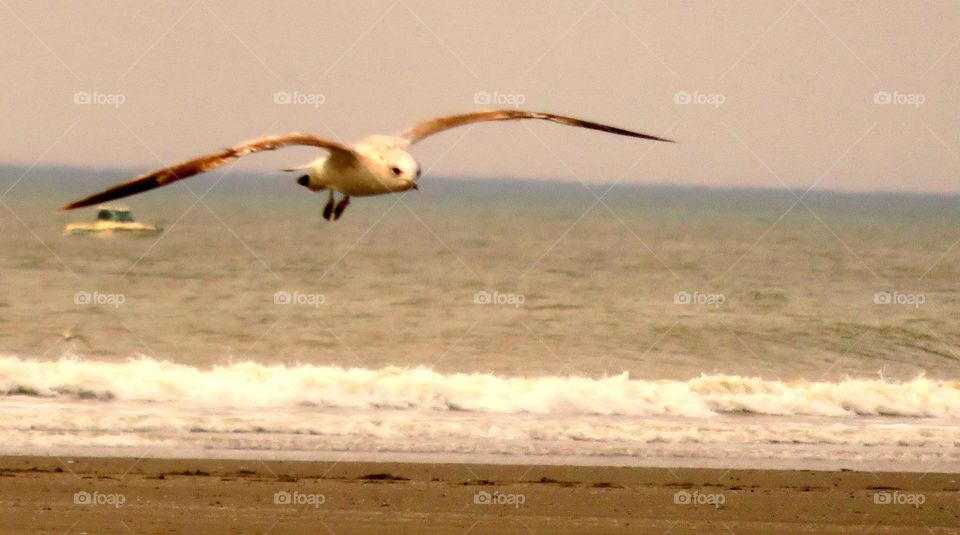 seagull in sunset