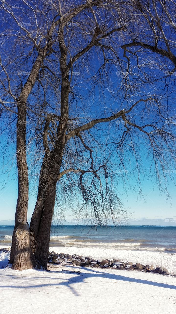 Winter Lake Scene