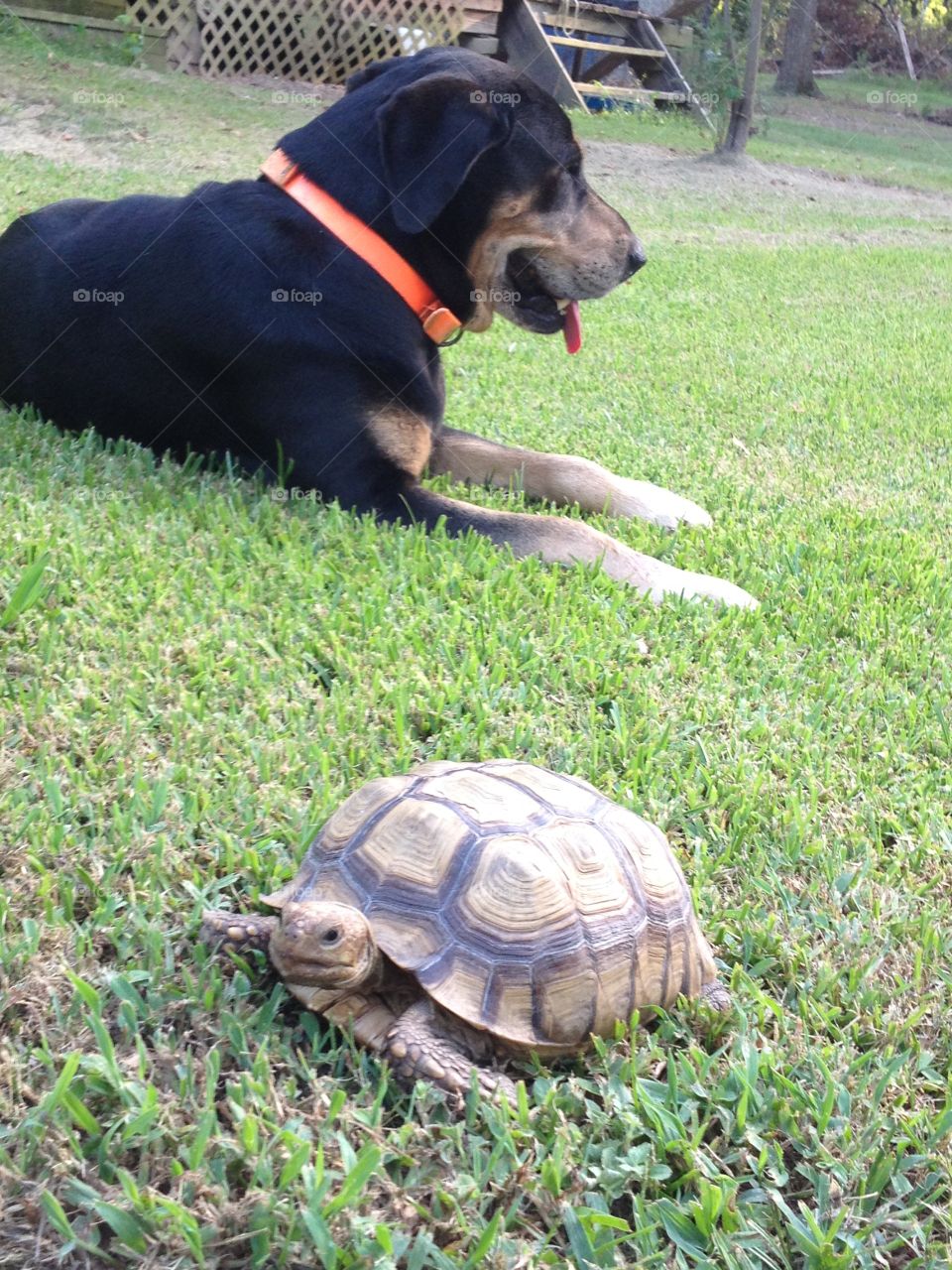 Pet tortoise and dog living it up 