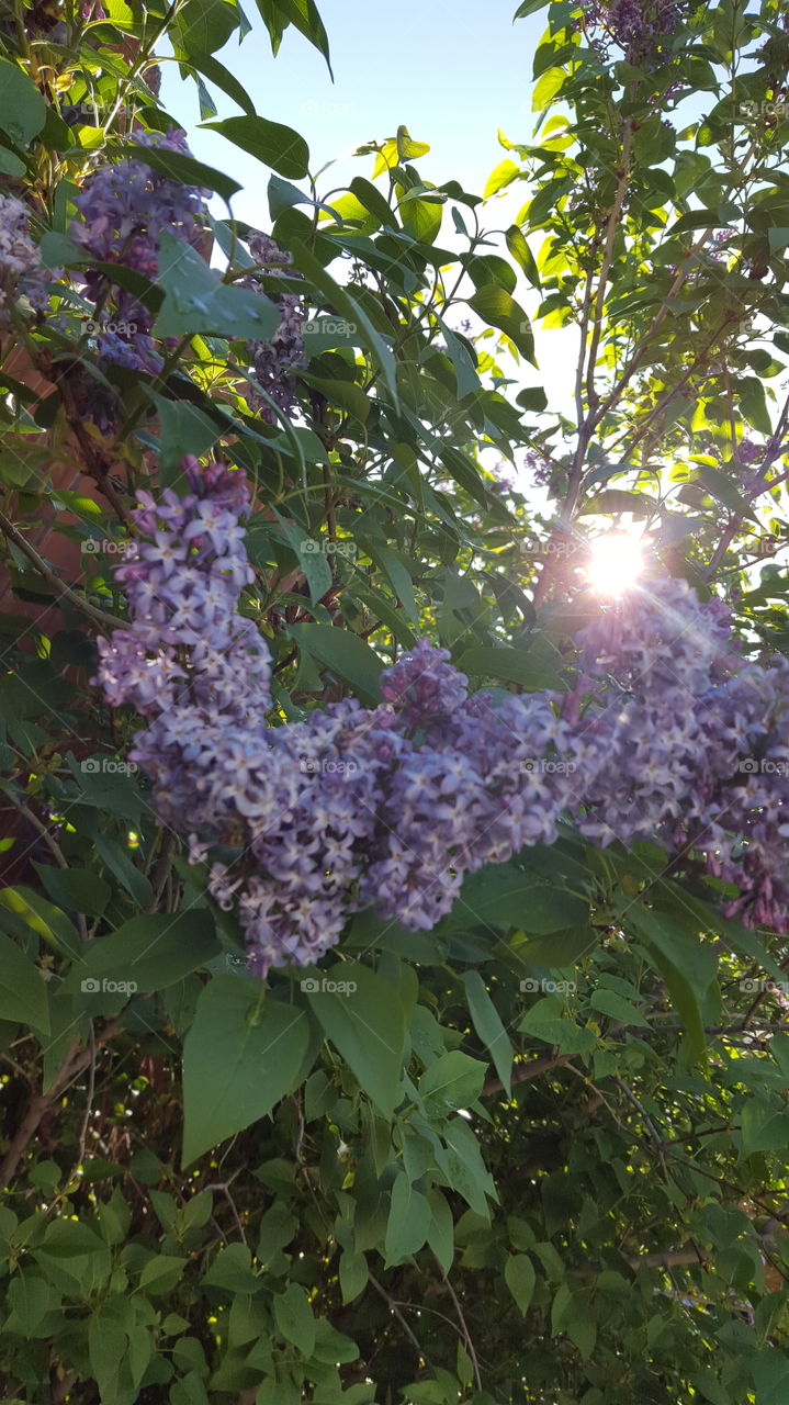 lovely lilac