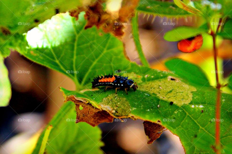Ladybug larva