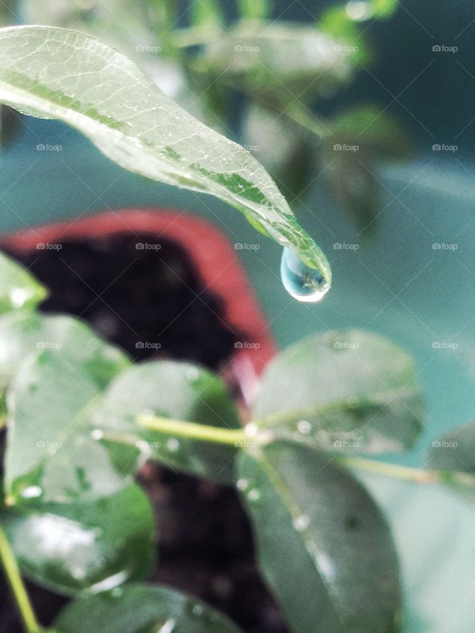 Drop falling from the leaf