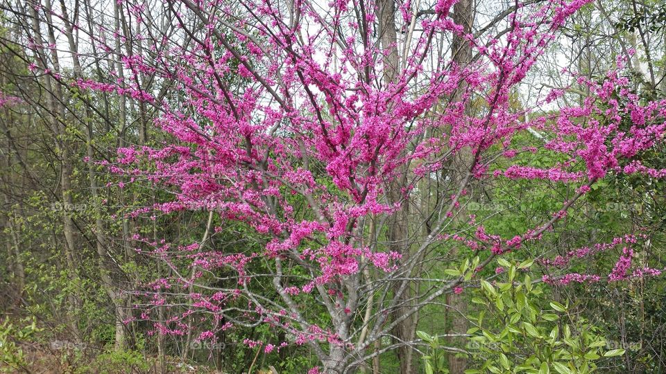 Tree, Branch, Nature, Flower, Season