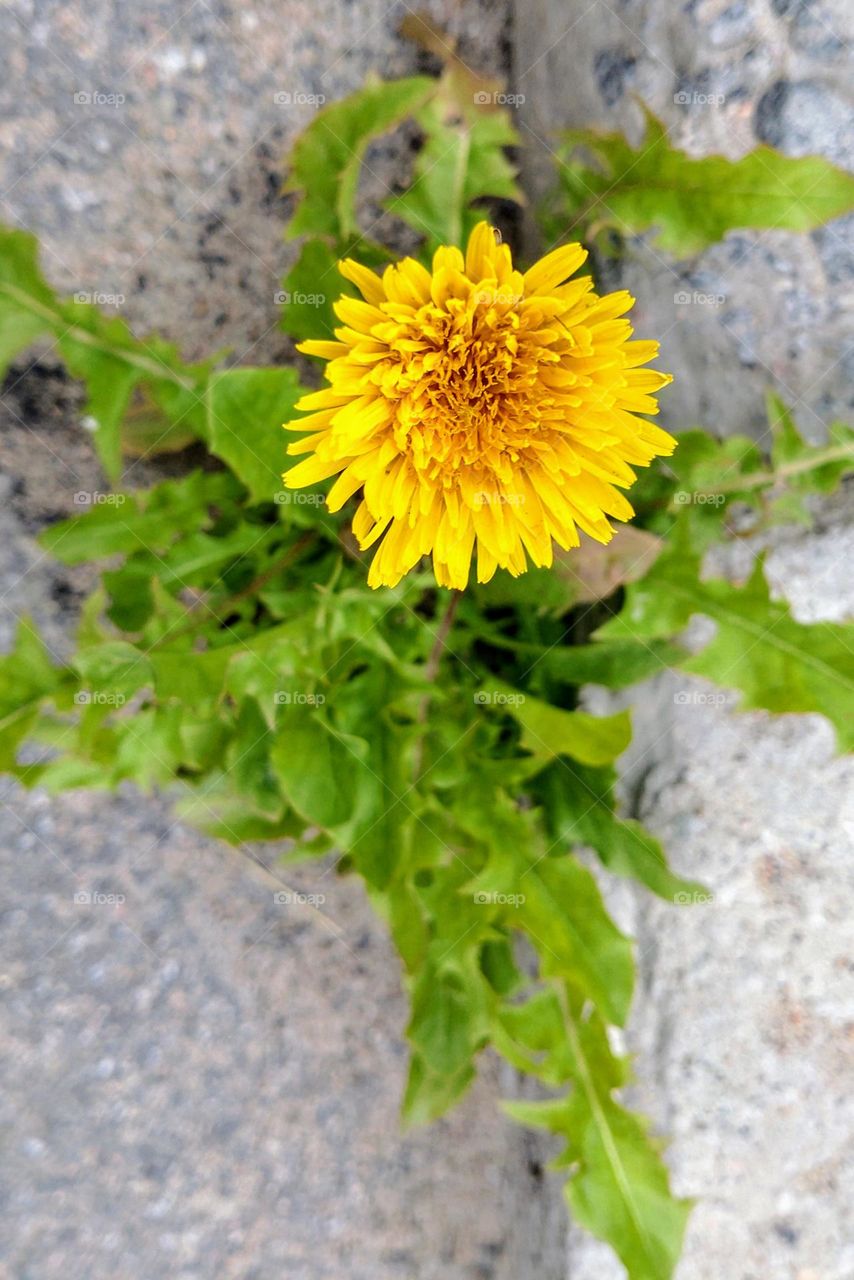 Asphalt and flower