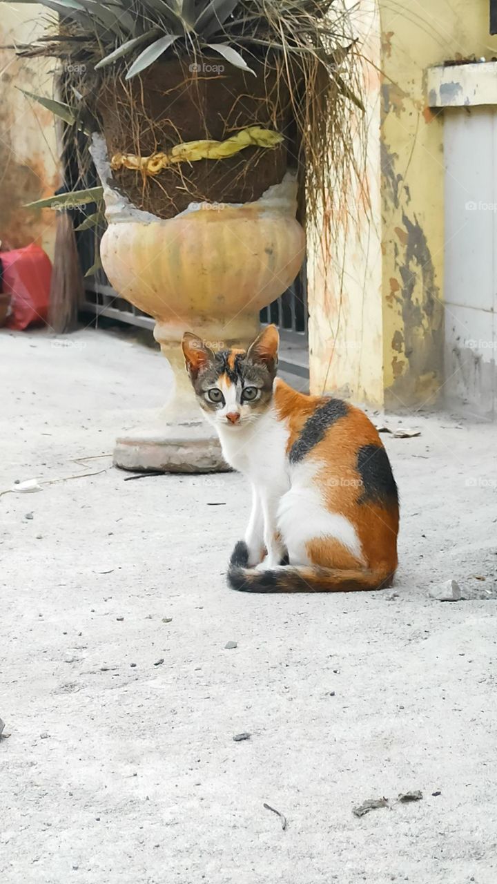 The cute little white-orange cat was staring at me