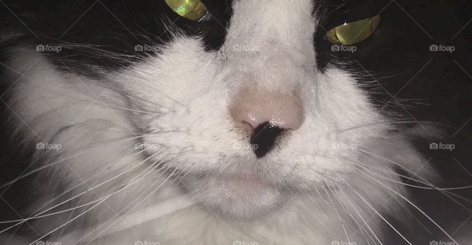 Lightened up Sylvester