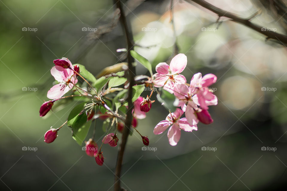 Blossom branch of crabapple at sunny day