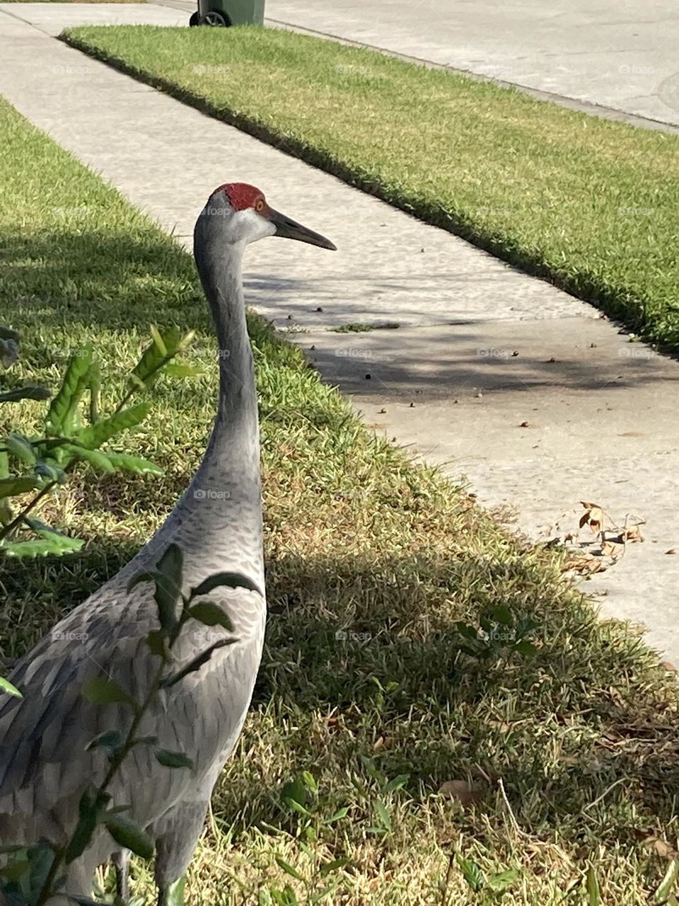 Sandhill crane