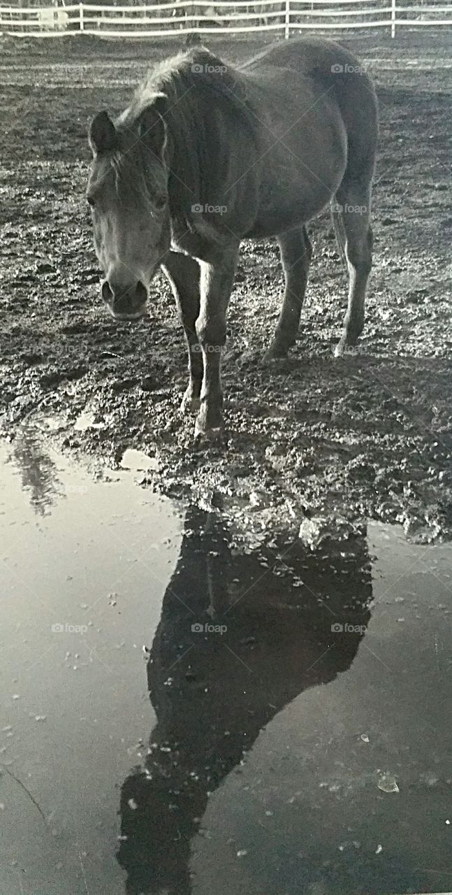 Horse's Reflection