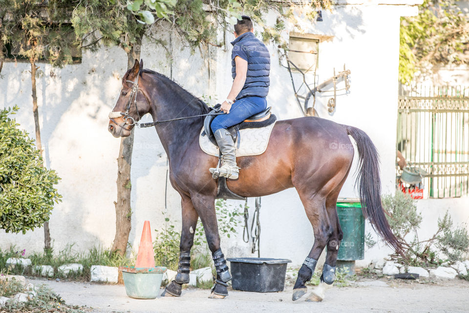 Horse, Cavalry, Mammal, Seated, One