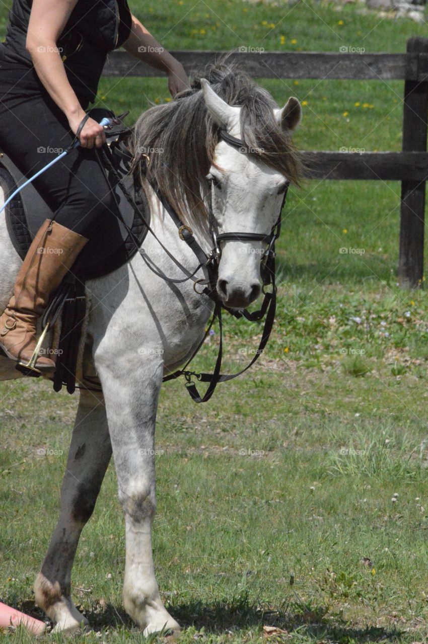 Majestic Horse
