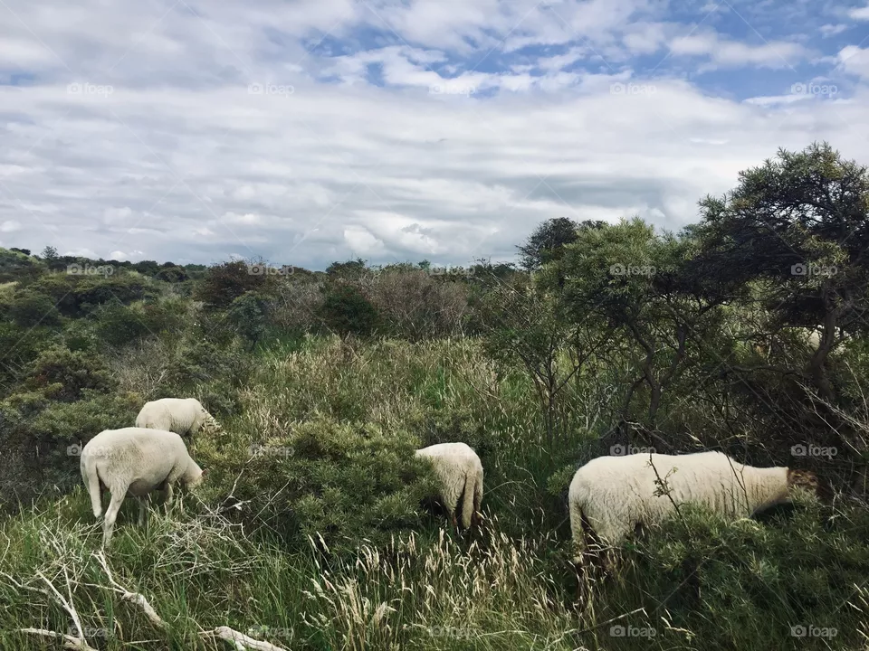 Sheep
