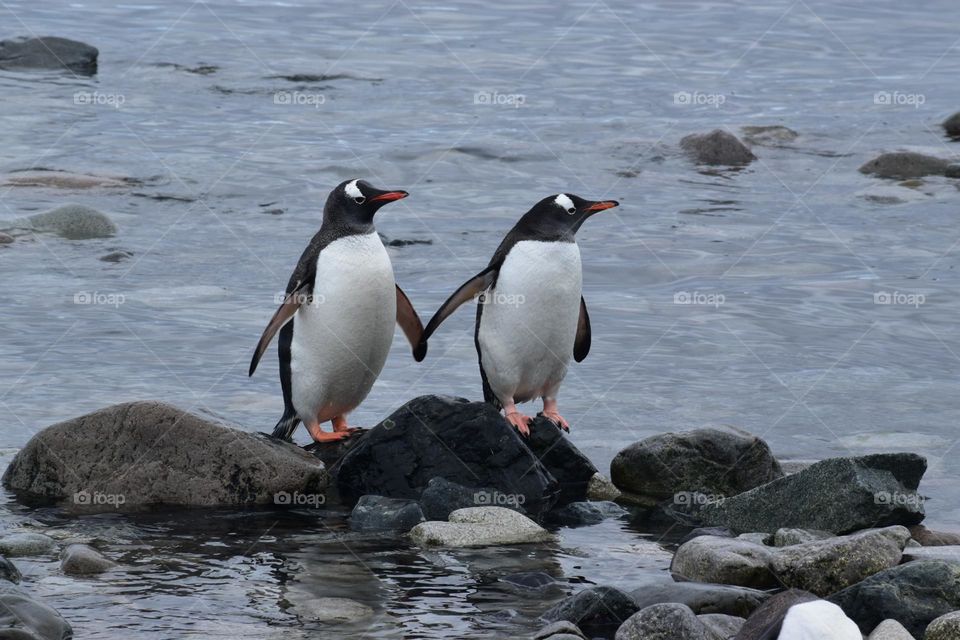 Penguin couple
