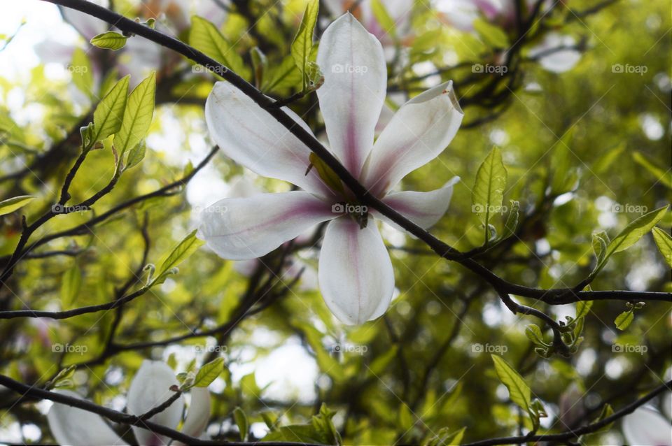 flower in macro