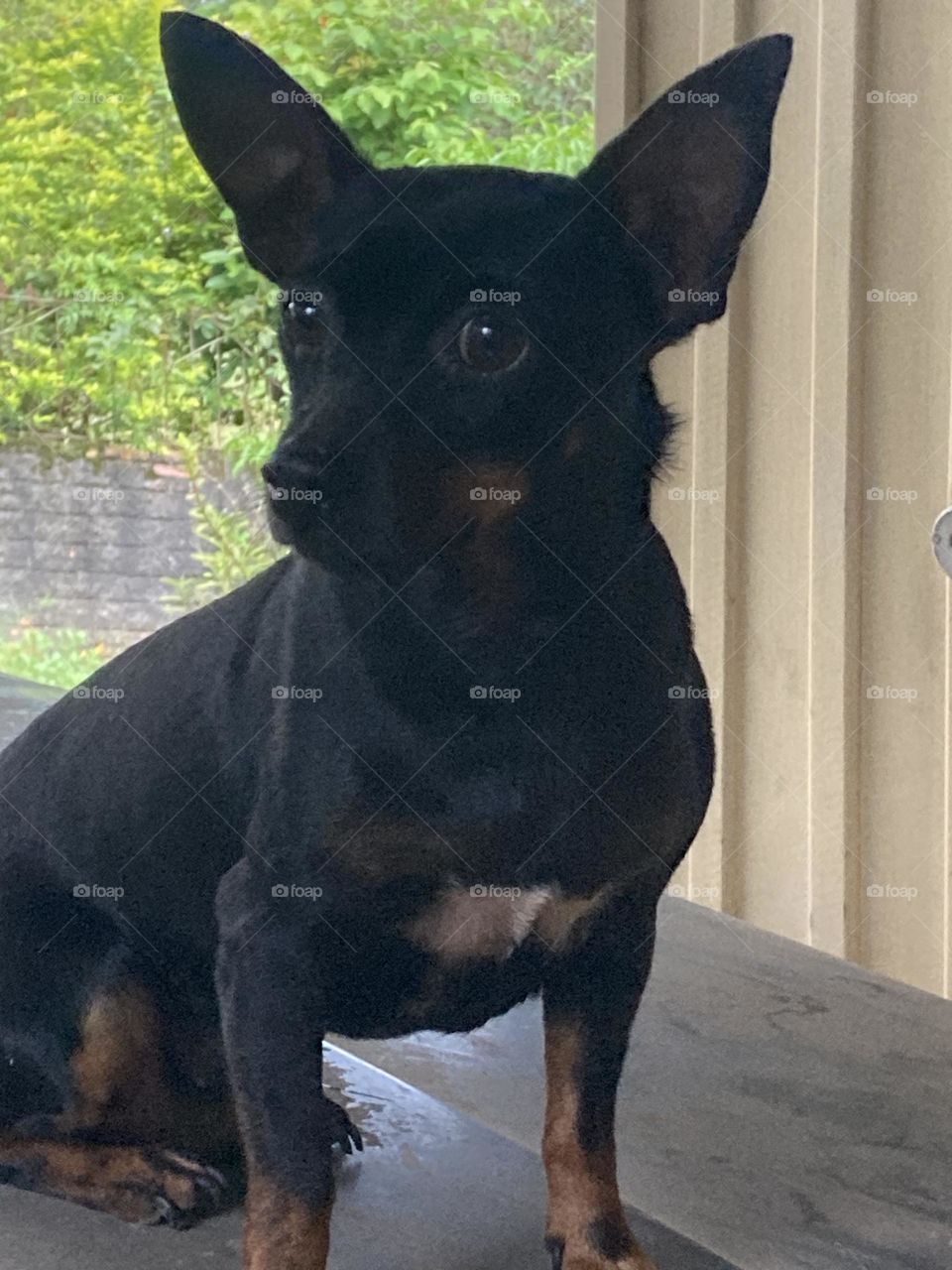 Cachorrinha preta sentada sobre o chão escuro em ambiente externo. Cachorrinha observadora e atenta.