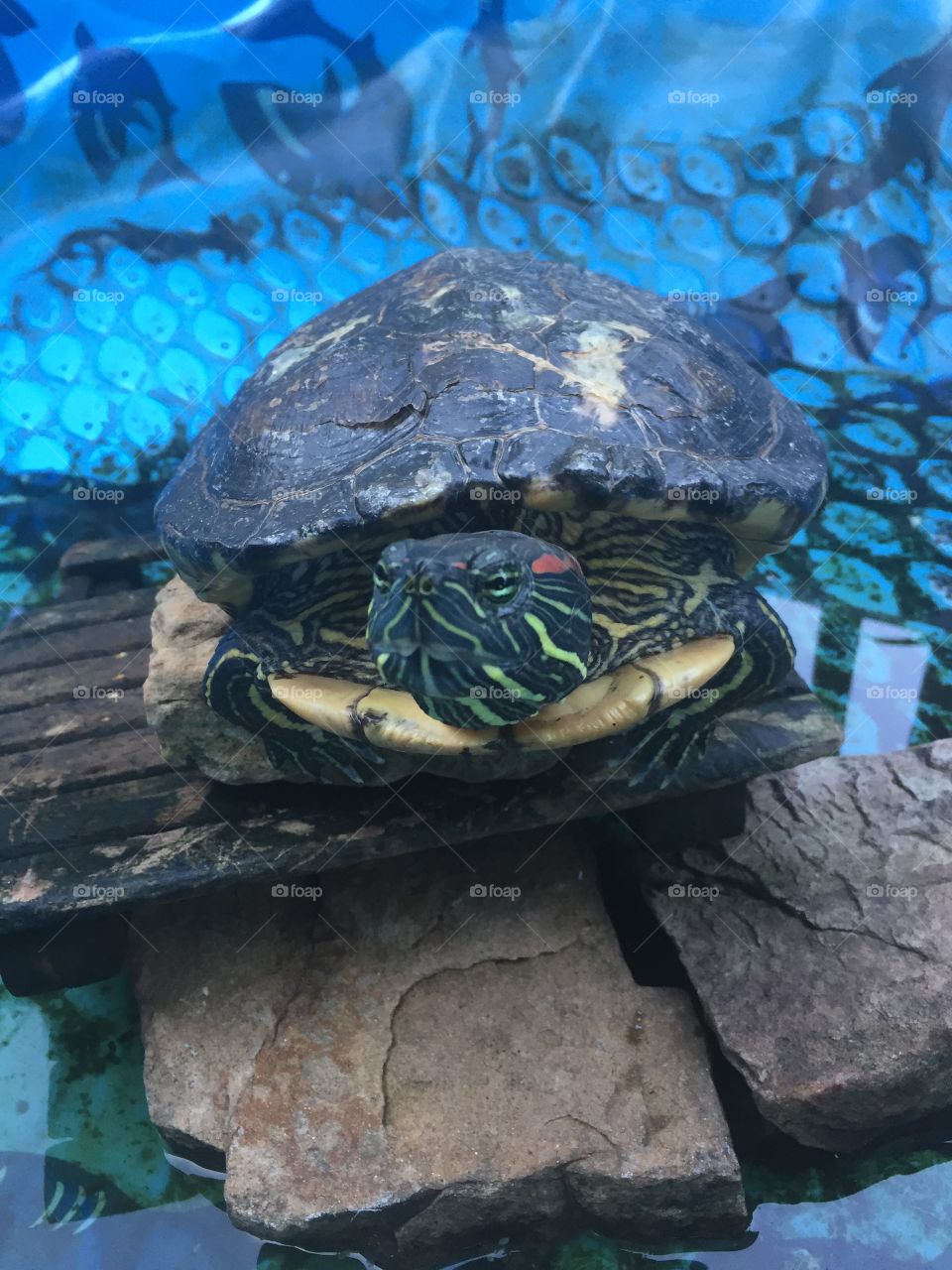 Turtle in pool