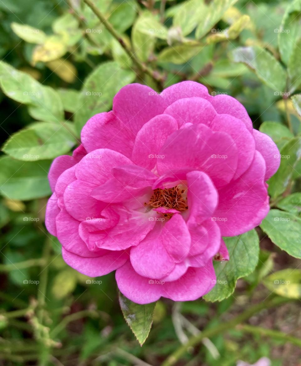 🌹 🇺🇸 Very beautiful flowers to brighten our day.  Live nature and its beauty. Did you like the delicate petals? / 🇧🇷 Flores muito bonitas para alegrar nosso dia. Viva a natureza e sua beleza. Gostaram das pétalas delicadas? 