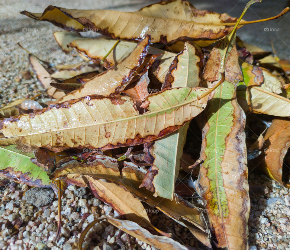Leaves of a mango tree in autumn