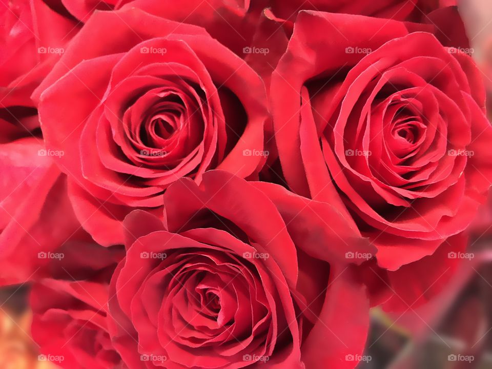 Extreme close-up of red roses