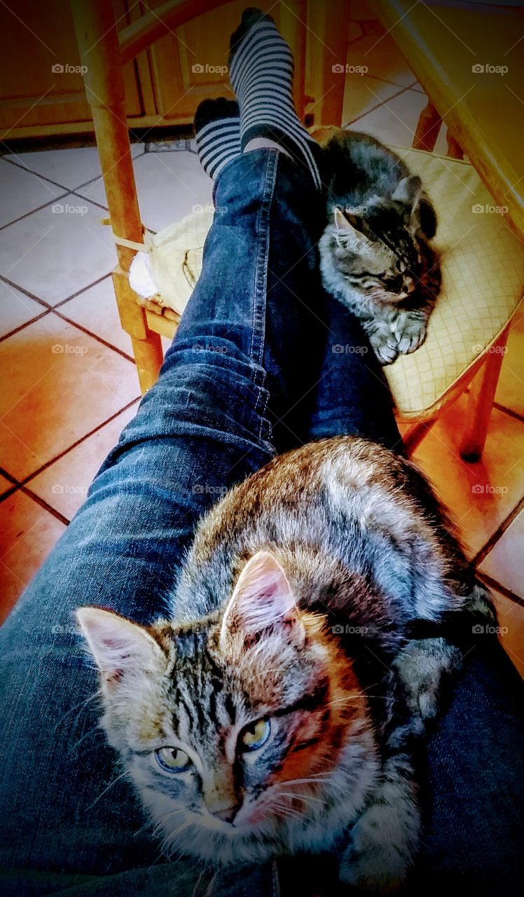 Lap of kittens