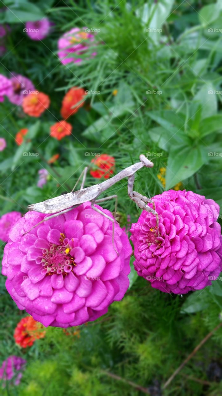 Flower, Garden, Nature, Flora, Summer