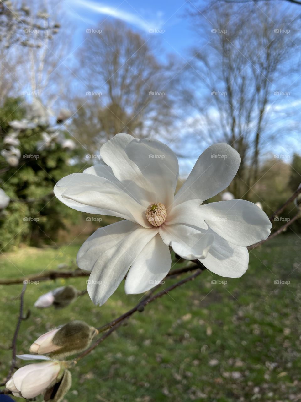 blossoming white magnolia flower in the park