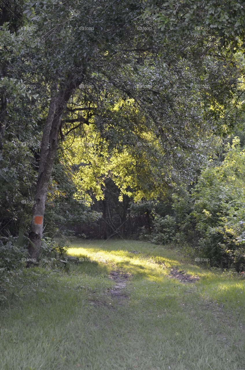 Sunlight Through The Trees