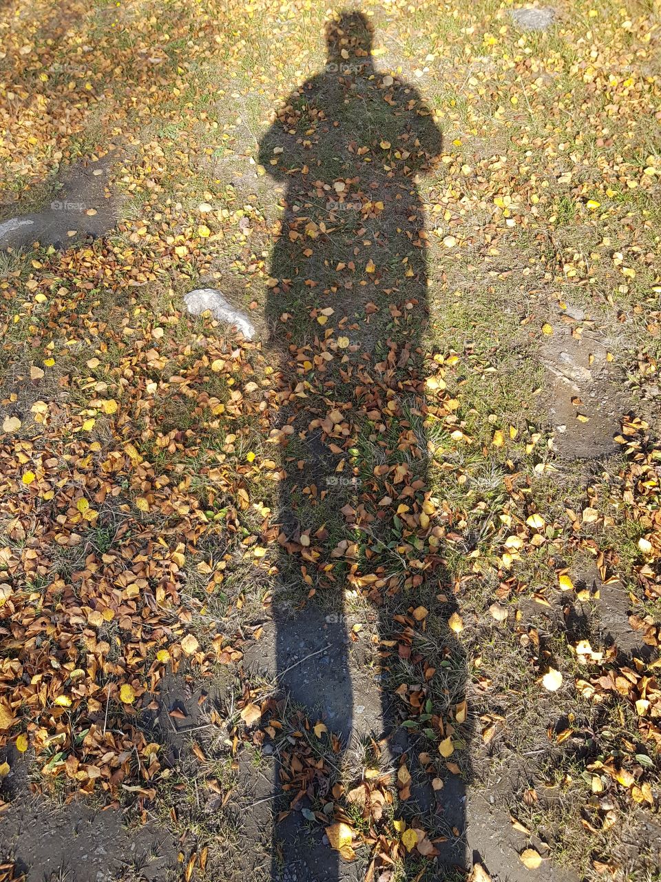 autum shadow