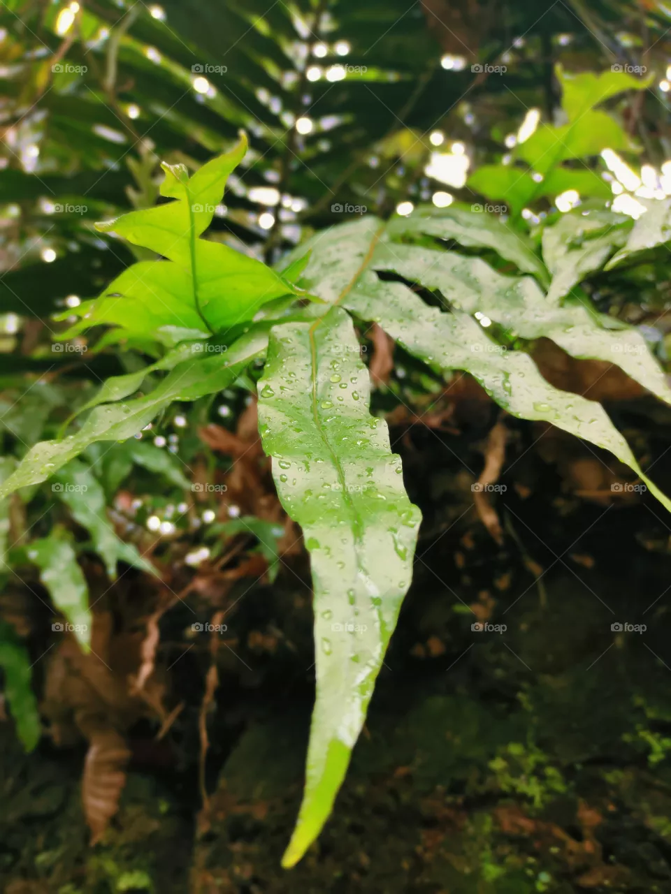 beautiful green leaf