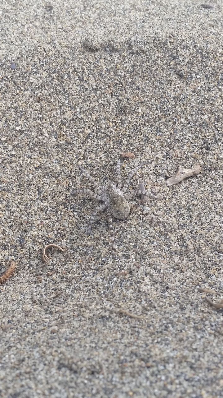 WTF is that? Camo Sand spider?