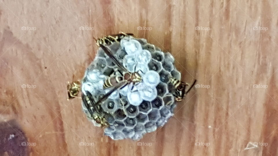 simple patterned wasp on hive