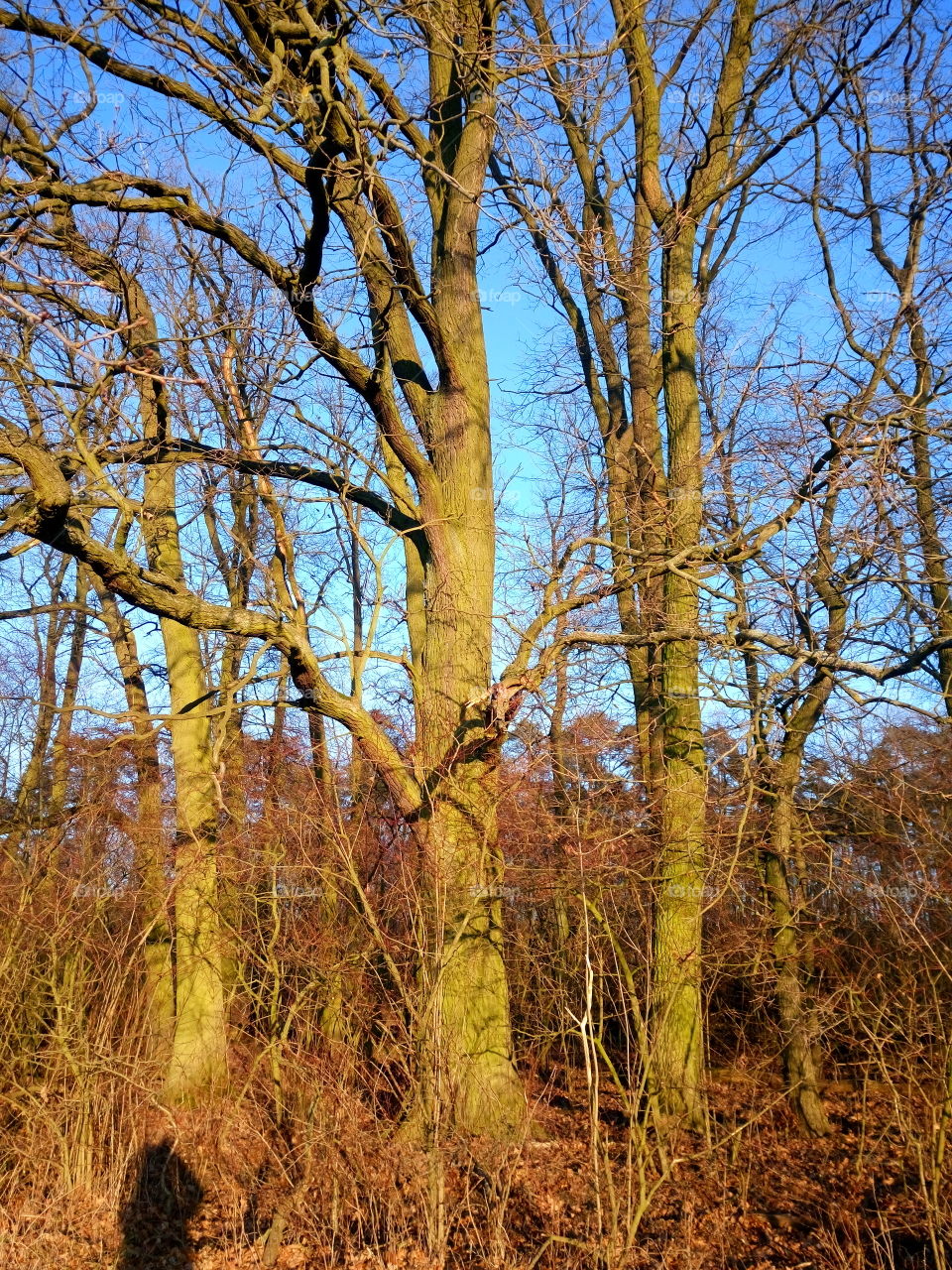 no leaves but colors in the wood polish nature