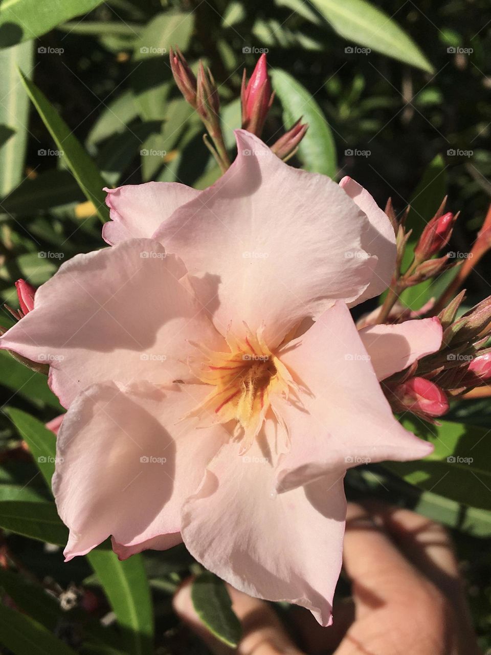 Sweet color of oleander flower