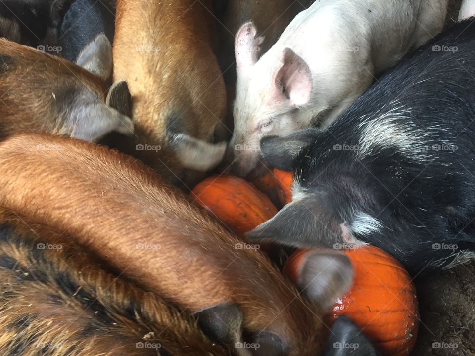 Pigs and pumpkins. 