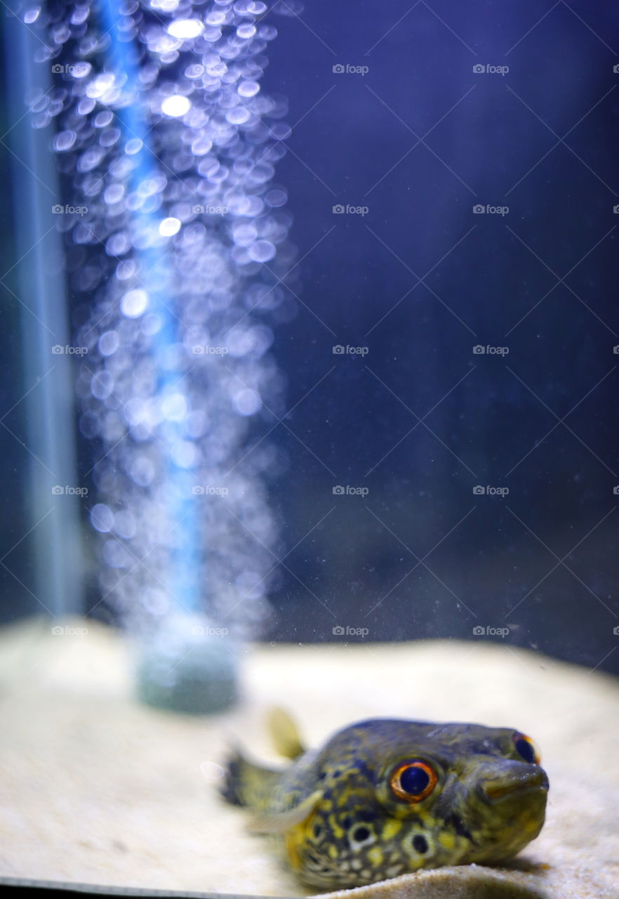 Puffer fish in aquairum