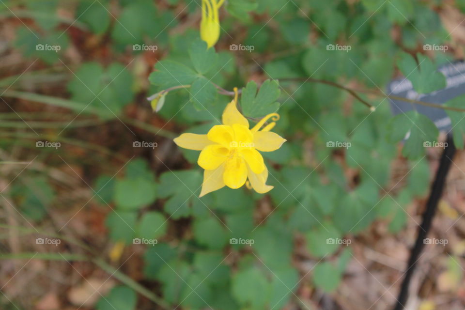 loney yellow flower
